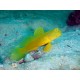 Cryptocentrus Cinctus Cryptocentrus Cinctus